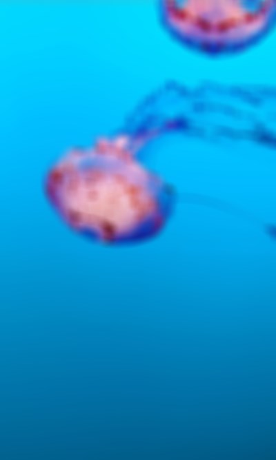 标准化植物提取物